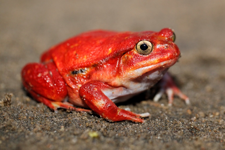 tomato frog